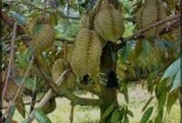 Ilustrasi buah durian dengan kandungan nutrisi yang bermanfaat bagi kesehatan tubuh, mulai dari pencernaan hingga pencegahan penyakit.