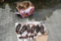 Kepala Tikus Yang dipenggal 