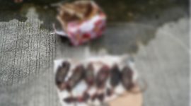 Kepala Tikus Yang dipenggal 