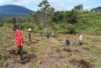 KTNA Sungai Penuh Tanam Ribuan Bibit Terong Belanda di RKE