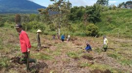 KTNA Sungai Penuh Tanam Ribuan  Bibit Terong Belanda di RKE
