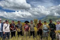 Bupati Monadi Hadir Tanam dan  Panen  dan Tanam Padi Serentak di Desa Talang Kemuning panen padi di Desa Lolo Hilir,