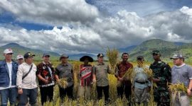 Bupati Monadi Hadir Tanam dan  Panen  dan Tanam Padi Serentak di Desa Talang Kemuning panen padi di Desa Lolo Hilir,