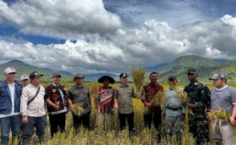 Bupati Monadi Hadir Tanam dan  Panen  dan Tanam Padi Serentak di Desa Talang Kemuning panen padi di Desa Lolo Hilir,