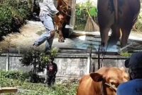Presiden Prabowo bantuan untuk masyarakat Kerinci ,sapi kurban dengan bobot  926 kg jenis Limousin  