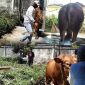 Presiden Prabowo bantuan untuk masyarakat Kerinci ,sapi kurban dengan bobot  926 kg jenis Limousin  