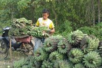 Petani pisang di Enggano Bengkulu Utara Tidak bisa memasarkan pisang Mereka (Foto google)