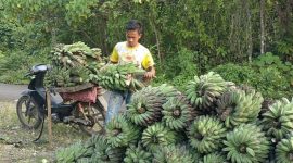 Petani pisang di Enggano Bengkulu Utara Tidak bisa memasarkan pisang Mereka (Foto google)