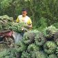Petani pisang di Enggano Bengkulu Utara Tidak bisa memasarkan pisang Mereka (Foto google)