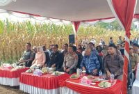 Acara Panen Raya Jagung di Kabupaten Kerinci