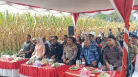 Acara Panen Raya Jagung di Kabupaten Kerinci