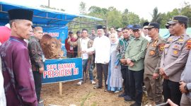 Bupati Kerinci, Monadi, S.Sos., M.Si., menyerahkan satu ekor sapi kurban seberat 926 kilogram bantuan dari Presiden Republik Indonesia, Prabowo Subianto