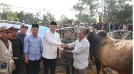 Penyerahan Sapi Qurban Bantuan Presiden RI di Desa Renah Kayu Embun