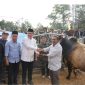 Penyerahan Sapi Qurban Bantuan Presiden RI di Desa Renah Kayu Embun