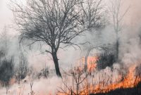 Ilustrasi Kebakaran Hutan (Foto Pexels)