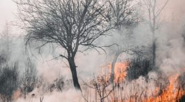 Ilustrasi Kebakaran Hutan (Foto Pexels)