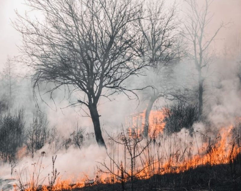 Ilustrasi Kebakaran Hutan (Foto Pexels)