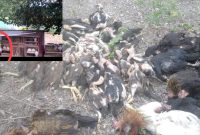 Kandang ayam milik warga diserang anjing liar di Desa Sumur Anyir, Sungai Penuh, Sabtu (26/7). Ratusan ayam ditemukan mati.