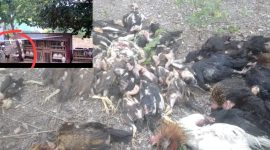 Kandang ayam milik warga diserang anjing liar di Desa Sumur Anyir, Sungai Penuh, Sabtu (26/7). Ratusan ayam ditemukan mati.