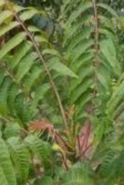 Sambal Suhien, Bitter Chili Paste Loved for Generations