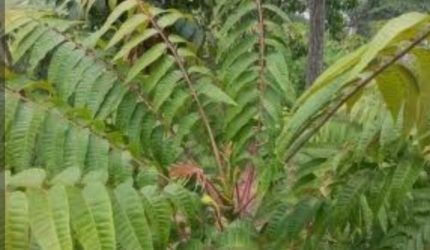"Young surian leaves used for traditional Sambal Suhien."