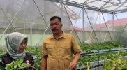 Bupati Kerinci Monadi bersama petani Kayu Aro meninjau tanaman kentang unggul di dataran tinggi Kerinci.