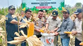 Sekda Kota Sungai Penuh Alpian, SE, MM mewakili Wali Kota menghadiri panen raya jagung serentak Kuartal III di Desa Lolo Kecil, Bukit Kerman, Sabtu (27/9)