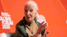 Jane Goodall, ilmuwan dan aktivis primata, meninggal dunia pada usia 91 tahun.