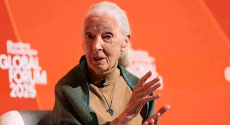 Jane Goodall, ilmuwan dan aktivis primata, meninggal dunia pada usia 91 tahun.