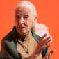 Jane Goodall, ilmuwan dan aktivis primata, meninggal dunia pada usia 91 tahun.