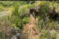 Kondisi Jalan Usaha Tani yang licin saat hujan menjadi tantangan bagi petani.
