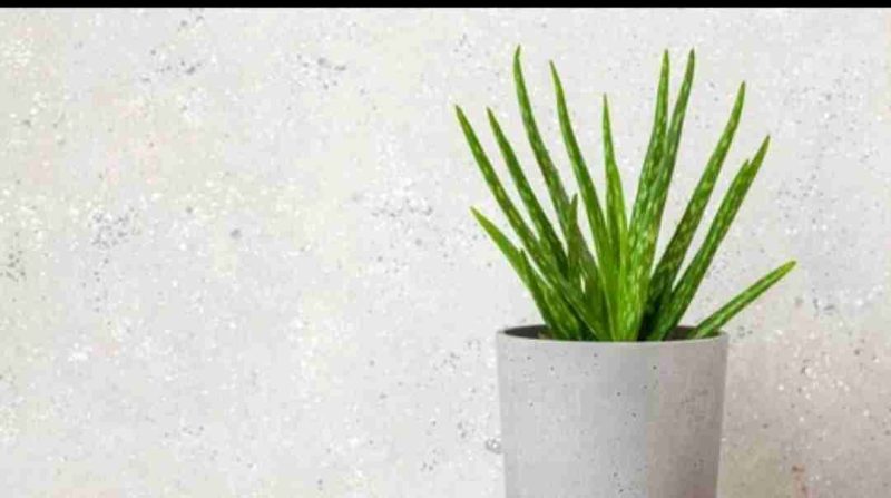 Tanaman lidah buaya tumbuh subur di pot kecil, cocok untuk mempercantik ruangan rumah.
