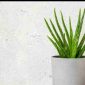 Tanaman lidah buaya tumbuh subur di pot kecil, cocok untuk mempercantik ruangan rumah.
