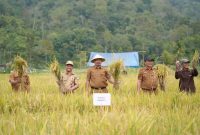 Bupati Monadi memimpin panen raya padi bersama petani Talang Kemulun sebagai bukti dukungan nyata pemerintah terhadap sektor pertanian.
