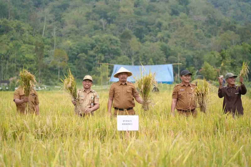 Bupati Monadi memimpin panen raya padi bersama petani Talang Kemulun sebagai bukti dukungan nyata pemerintah terhadap sektor pertanian.
