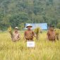 Bupati Monadi memimpin panen raya padi bersama petani Talang Kemulun sebagai bukti dukungan nyata pemerintah terhadap sektor pertanian.
