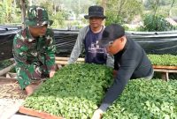 Anggota Satgas TMMD ke-126 Kodim Kerinci bersama warga Desa Sungai Jernih memilih bibit terong unggul untuk ditanam di lahan perkebunan, Sungai Penuh.
