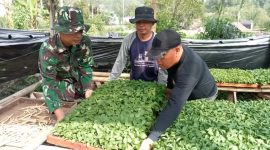 Anggota Satgas TMMD ke-126 Kodim Kerinci bersama warga Desa Sungai Jernih memilih bibit terong unggul untuk ditanam di lahan perkebunan, Sungai Penuh.
