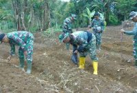 Satgas TMMD ke-126 Kodim Kerinci bantu warga tanam cabai.