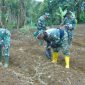 Satgas TMMD ke-126 Kodim Kerinci bantu warga tanam cabai.