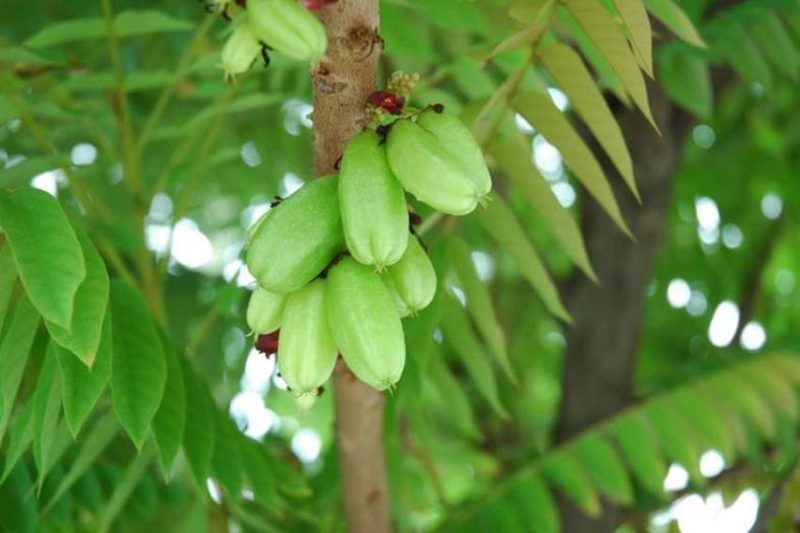 Belimbing wuluh mengandung senyawa aktif seperti flavonoid dan saponin yang terbukti mampu menghambat pertumbuhan jamur penyebab ketombe.