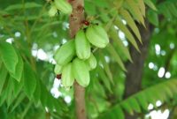 Belimbing wuluh mengandung senyawa aktif seperti flavonoid dan saponin yang terbukti mampu menghambat pertumbuhan jamur penyebab ketombe.