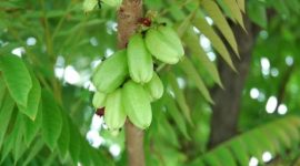 Belimbing wuluh mengandung senyawa aktif seperti flavonoid dan saponin yang terbukti mampu menghambat pertumbuhan jamur penyebab ketombe.