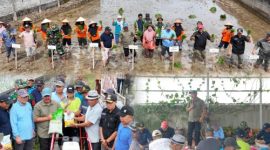Bupati Monadi bersama warga menanam padi di Kemantan Raya.
