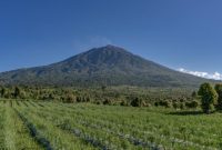 Hutan Hujan Tropis Sumatera yang diakui UNESCO kini menghadapi ancaman besar akibat penebangan liar dan perambahan.