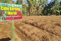 Lahan cabe keriting merah di Desa Sungai Jernih hasil program ketahanan pangan Satgas TMMD ke-126 Kodim 0417/Kerinci.( Foto Humas Kodim 0417 Kerinci)