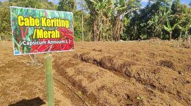 Lahan cabe keriting merah di Desa Sungai Jernih hasil program ketahanan pangan Satgas TMMD ke-126 Kodim 0417/Kerinci.( Foto Humas Kodim 0417 Kerinci)