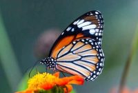 Foto: Ilustrasi Kupu-kupu. (Dok. Freepik)
