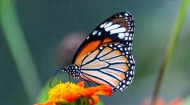 Foto: Ilustrasi Kupu-kupu. (Dok. Freepik)
