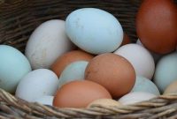 Ilustrasi telur ayam dan telur bebek (Foto : idntimes.com)